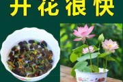碗莲养殖指南——毒性与适宜环境（谨慎养殖碗莲，了解它的毒性与适宜环境）