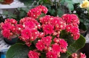 长寿花嫁接技巧与成活率高的秘诀（掌握这些技巧，让你的长寿花“长命百岁”）