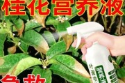 怎样处理干枯的桂花树枝叶？（解决桂花树叶子干枯的几个方法与技巧）