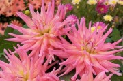 大丽花的花语与魅力（探寻大丽花的历史渊源、花语及美学价值）