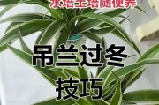 珍珠吊兰烂根的原因与解决方法（保护你的珍珠吊兰，拯救烂根的秘诀）