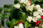 家中养千日红吉利，盆栽清新如画（花开花落，春夏秋冬，四季长青的绿植）