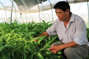 空心菜种植全攻略（季节、方法、注意事项一应俱全，让你轻松get丰收秘笈）