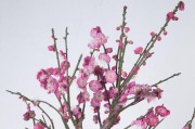 梅花的颜色与寓意（颜色多彩，含义深厚）