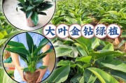 金钻能否浇啤酒？真相揭秘！（金钻与啤酒的奇妙结合，是否可行？）