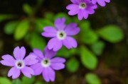 报春花开花规律与特点（一年开几次花？开花多长时间？如何种植和养护？）