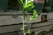 如何让蓝莓扦插生根？（掌握最快的方法，让你的蓝莓架上新绿）