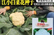 兰花种子怎么种植（学会这些技巧，让你的兰花茁壮成长）