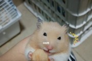 狗狗可以吃哈密瓜吗？答案在这里！（宠物狗吃哈密瓜的营养价值、食用方法和注意事项）