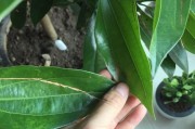平安树新芽干枯之谜（探索平安树新芽干枯的原因和解决方法）