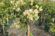 三角梅菲菲娜红勤花的栽培与养护（掌握这些技巧，让你的花园更加美丽）