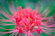 探秘彼岸花喜爱阳光之谜（阳光，彼岸花最喜欢的陪伴）