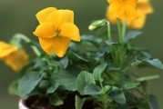 文心兰喜阳还是喜阴？剖析文心兰的生态特点（解读文心兰的生态特征，探究其适应环境的方式）