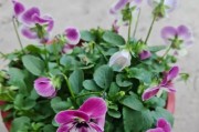 角堇开花后的管理与保养（角堇花期结束后的关键护理措施）