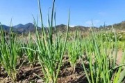 种植葱头的方法与时间：从选种到收获