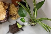 如何选择适合种植的龟缸植物（提高水质环境，营造龟缸生态）