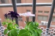 矮牵牛生长温度调控及适宜生长条件研究（科学把握温度，增加矮牵牛收获量）