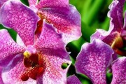 胡姬花——越南的国花（美丽的胡姬花，越南的象征）