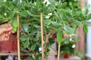 如何正确修剪节节高叶子（节节高叶子修剪方法及注意事项）