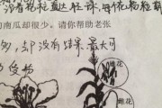 单性还是双性？——从花朵结构看凤仙花的性别类型（单性还是双性？——从花朵结构看凤仙花的性别类型）