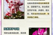 叶子黄了怎么办？——以仙客来为例（探索叶子黄化的原因和解决方法，带你了解仙客来的护叶技巧）