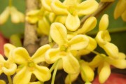 怎样解决桂花树叶尖发黄问题？（桂花树叶变黄原因分析及治理方法）