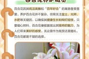 水养百合花的养护之道（打造盛开如海的百合花园，）