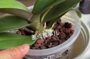 蝴蝶兰养护之防止烂根的方法（如何有效避免蝴蝶兰根部烂掉的问题）