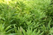 让黄金草在夏日阳光下绽放，打造美丽花园（黄金草的特点及如何种植、管理和保养）