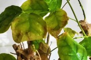 非洲茉莉黄叶子问题解决方案（非洲茉莉黄叶子的原因及有效治理方法）