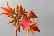 多肉植物开花指南（打造美丽多肉花园的关键技巧与护理方法）