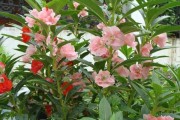 探秘凤仙花的生长习性（喜阴植物的表现与特点）