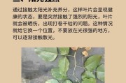 小叶紫檀大量掉叶子的处理方法（保护小叶紫檀，防止大量掉叶的有效措施）
