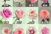 玫瑰种植指南