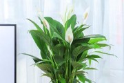 白鹤芋种植（选择适合的种植方式，让白鹤芋健康成长）