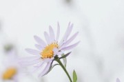 菊花的养护指南（以菊花应该怎么养）
