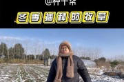 黑麦草的生长温度及适宜条件剖析（探究黑麦草生长温度对生长发育的影响）