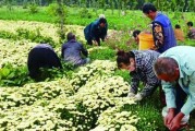 杭白菊种植指南（合适的季节、技巧和注意事项）