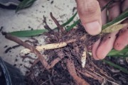 兰花空根的补救方法（保护兰花健康生长的实用技巧）