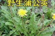 蒲公英——常见的草本植物（探究蒲公英的特点和用途）