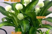 水培花卉的选择（适合水培的花卉有哪些？）