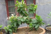 金玲花修剪技术与方法（打造美丽盛开的花园）