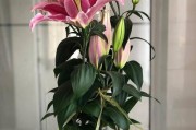 百合花开后的养护与管理