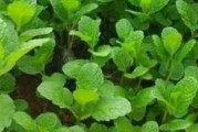 探秘薄荷的历史与功效（薄荷是一种什么植物？它的口感与营养价值如何？）