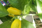金桔树的开花结果时间及特点（春季开花、秋季结果，黄绿色小果子）
