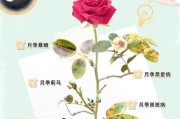 月季花黄斑黑斑病的防治方法（了解月季花黄斑黑斑病的症状和预防措施）