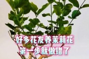 以茉等花的养护技巧及注意事项（打造美丽盛开的茉等花园，）