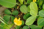 花生的生态特征和栽培技术剖析（探究花生的植物学特征和种植技巧，了解花生的生长环境和栽培方式）