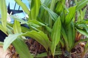 如何收集和保存白芨种子（白芨种子的收集、储存和繁殖技巧）