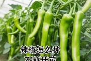 尖椒种植时间的选择（为了丰收，必须掌握最佳种植时间）
